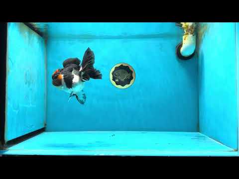 Unique A Grade Tricolor Oranda Female 4.5 inches #042525OR_05