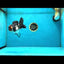 Unique A Grade Tricolor Oranda Female 4.5 inches #042525OR_05
