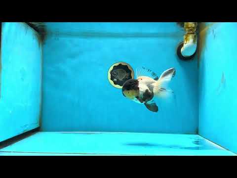 Panda Oranda Female 5 inches #080825OR_08