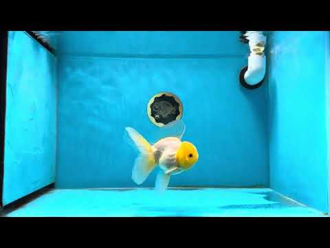 AAA Grade Lemonhead Oranda Male 4  inches #013125OR_18