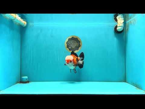 TURKEY AAA Grade Pompom Tricolor Jade Head Yuanbao Male 5.5-6 inches #032726YB_03