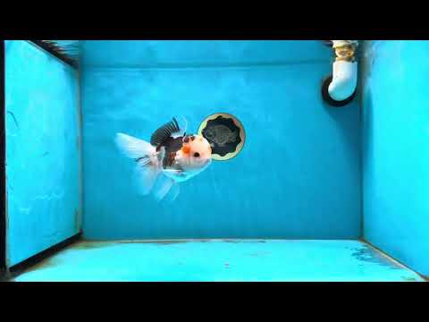 AAA Grade Panda Oranda Male 4.5 inches #031425OR_11