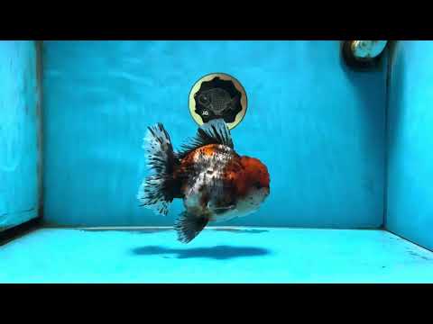 AAA Grade Calico Oranda Male 5.5 inches #082925OR_13