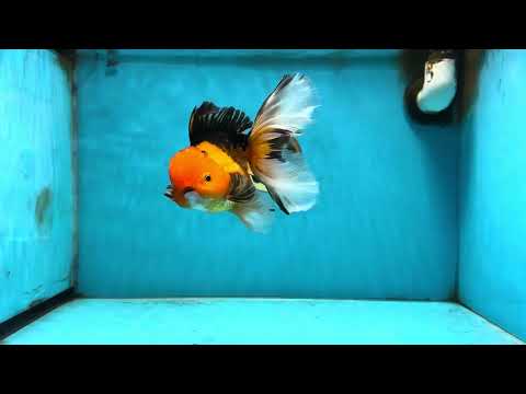 Apache Oranda Female 6 inches #091225OR_17