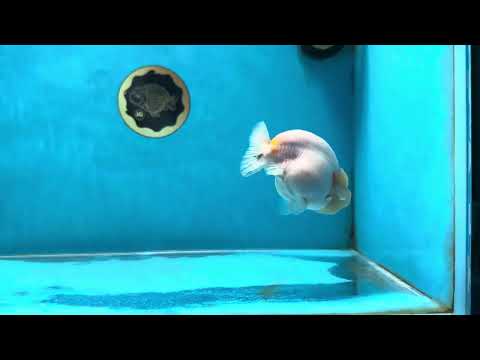 A Grade Sakura Button Eyes LionQueen 4 inches #050925LC_09