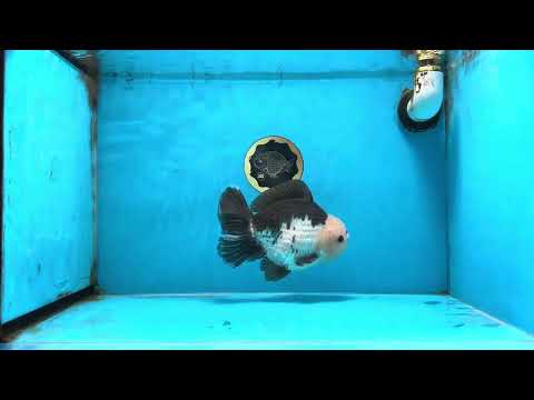 AAA Grade Panda Button Eyes Yuanbao Male 6-6.5 inches #100325YB_01