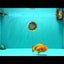 Red Lionchu Female 4.5-5 Inches #100226LC_17