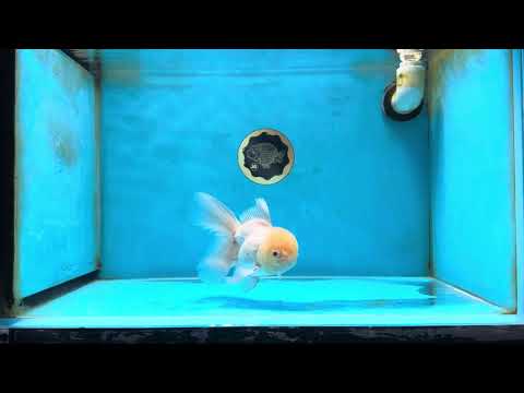 White Oranda Male 5.5 inches #052325OR_04