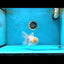 White Oranda Male 5.5 inches #052325OR_04
