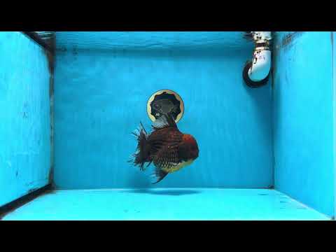 AAA Grade Godzilla Tiger Oranda Male 5.5 inches #100325OR_12