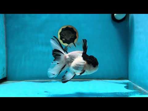 A Grade Panda Prince Oranda Male 5 inches #011025OR_11