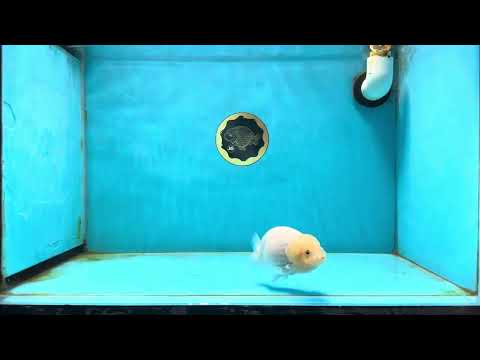 A Grade Baby White LionQueen 3.5-4 inches #031425LC_01