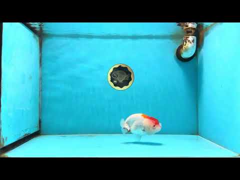 AAA Grade Red White LionQueen 4 inches #112825LC_08