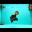AAA Grade Black Oranda Male 6.5 inches #102326OR_08