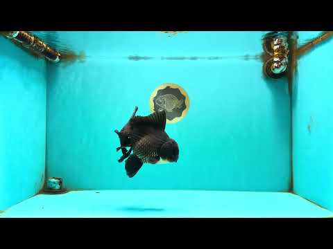 AAA Grade Black Oranda Male 6.5 inches #102326OR_08