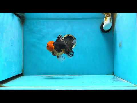 A Grade Apache Button Eyes Oranda Male 5-5.5 inches #080125OR_21