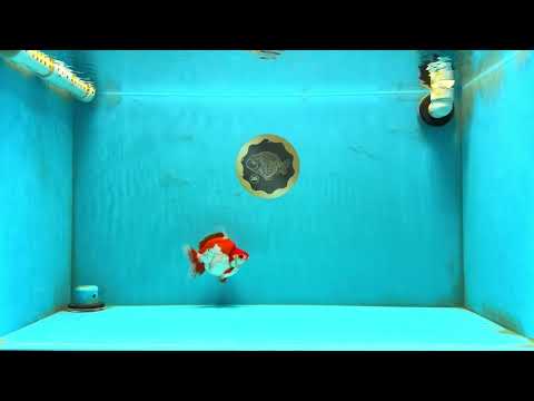 AAA Grade Red White Ryukin Male 4-4.5 inches #032726RK_28