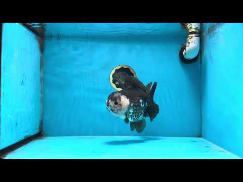 AAA Grade Panda Yuanbao Female 6-6.5 inches #100325YB_05