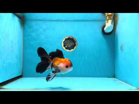 A Grade Tricolor Button Eyes Oranda Male 5 inches #080125OR_30