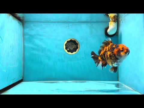 🔥 Fire AAA Grade Tiger Yuanbao Female 5-5.5 inches #032825YB_15