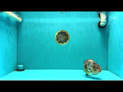 Pepper Calico Chinese Ranchu Female 6-6.5 inches #032026RC_30