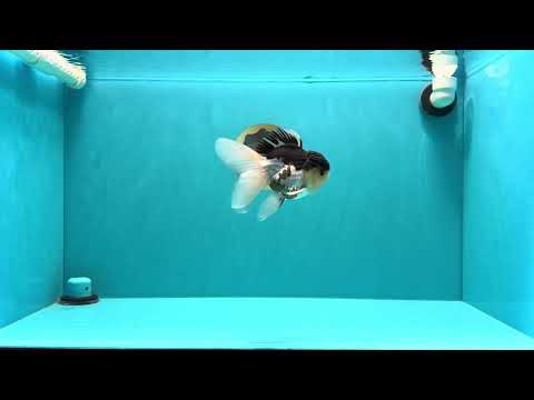 Panda Oranda Male 5 inches #031326OR_29