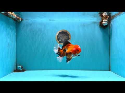 A Grade Apache Oranda Male 6 inches #080726OR_05