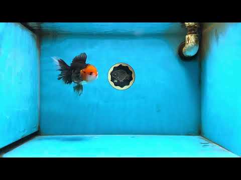 A Grade Tricolor Oranda Female 5 inches #082225OR_23