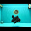 A Grade Kirin Oranda Male 5.5 inches #061926OR_22