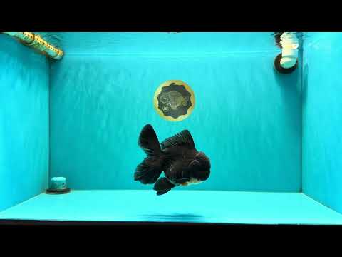 A Grade Kirin Oranda Male 5.5 inches #061926OR_22