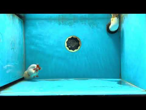 UNIQUE WEN AAA Grade Red Duckie White Red LionQueen 4-4.5 inches #041825LC_04