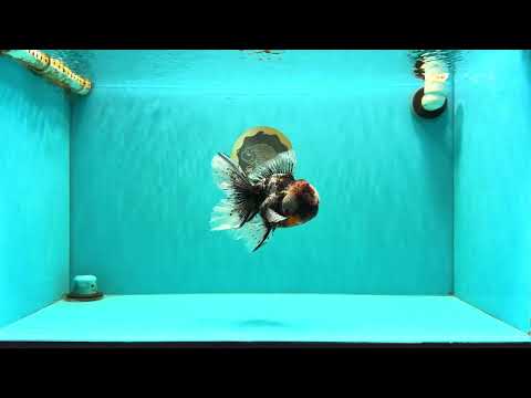 A Grade Real Calico Oranda Male 5.5 inches #062626OR_32