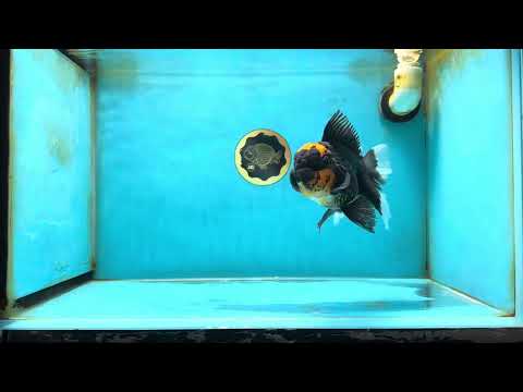 A Grade Lava Head Tricolor Oranda Male 5.5-6 inches #052325OR_08