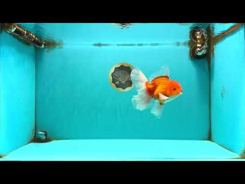 A Grade Red White Oranda Male 5.5 inches #102326OR_21