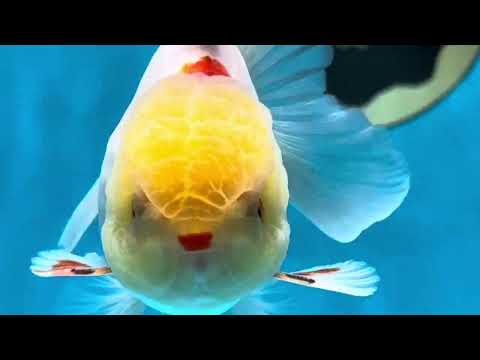 A Grade &quot;Lumi&quot; Lemonhead Oranda Male 4 inches #022125OR_17