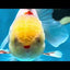 A Grade &quot;Lumi&quot; Lemonhead Oranda Male 4 inches #022125OR_17