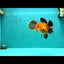 AAA Grade Apache Oranda Female 5.5-6 inches #071026OR_25