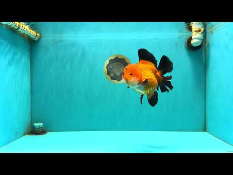 AAA Grade Apache Oranda Female 5.5-6 inches #071026OR_25