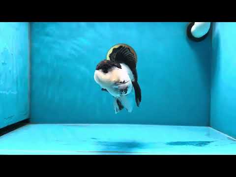 AAA Grade Tricolor Blink Button Eyes Oranda Male 4.5 inches #020725OR_34