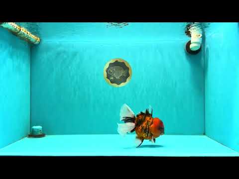 A Grade Tiger Oranda Male 5.5 inches #062626OR_26