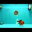 A Grade Tiger Oranda Male 5.5 inches #062626OR_26