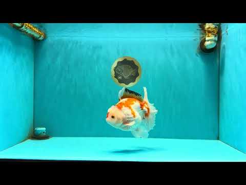 SPECIAL A Grade Red White Oranda Male 6-6.5 inches #051526OR_02