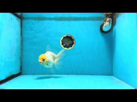 White Oranda Female 5.5 inches #111425OR_14