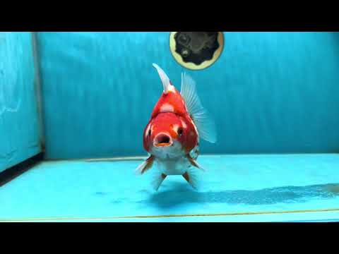 A GRADE Polkadot Red White Ryukin Female 5 inches #050925RK_19