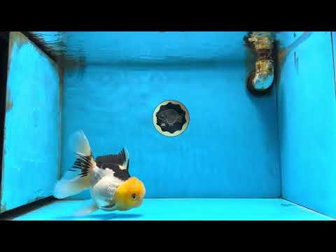 A Grade Panda Oranda Female 5.5-6 inches #082925OR_09