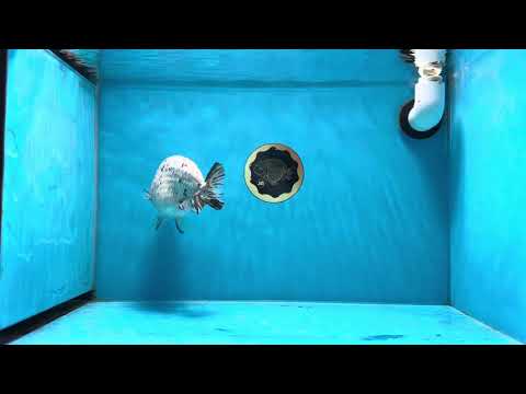 A Grade Marble Blue Base LionQueen 5.5-6 inches #020725LC_07