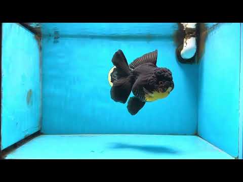 A Grade Apache Oranda Female 6-6.5 inches #091225OR_09