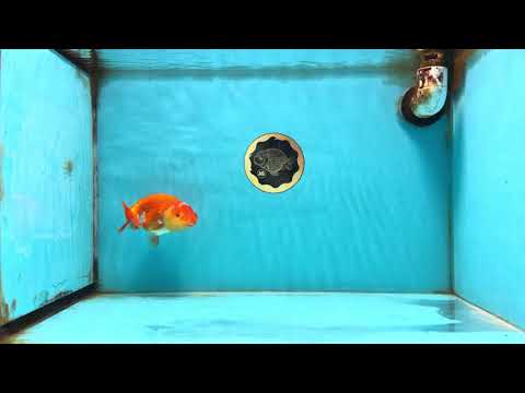 Red White Lionchu Female 4-4.5  inches #121225LC_12