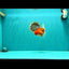 CHONKY AAA Grade Red White Oranda Male 4.5-5 inches #062626OR_37