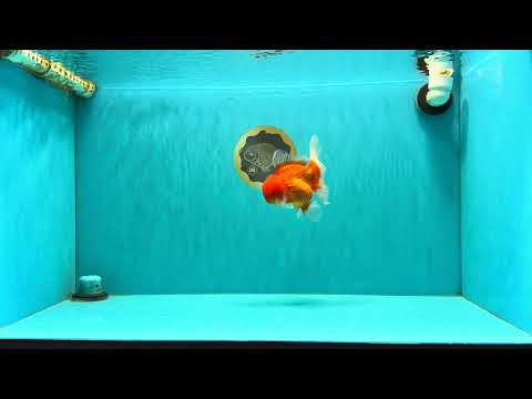 CHONKY AAA Grade Red White Oranda Male 4.5-5 inches #062626OR_37